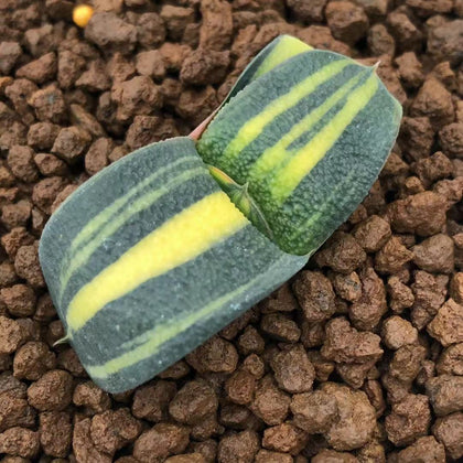 Gasteria