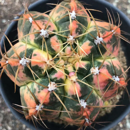 Echinopsis tubiflora