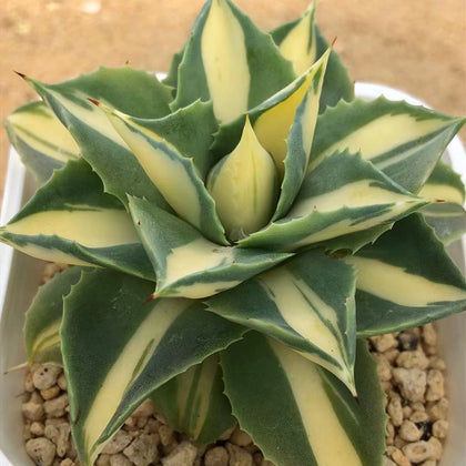 Agave