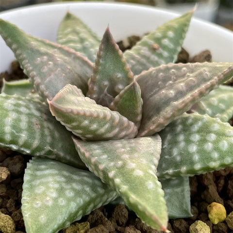Hard Leaf