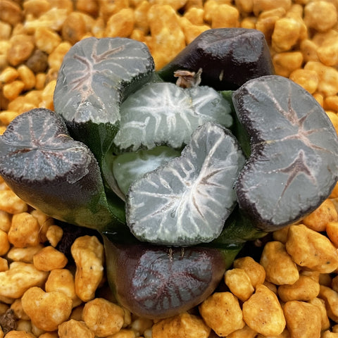 Maughanii