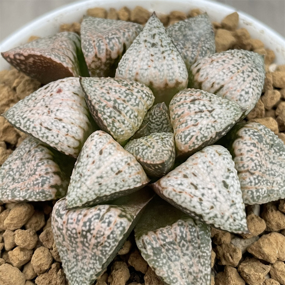 Picta – ChinaHaworthia