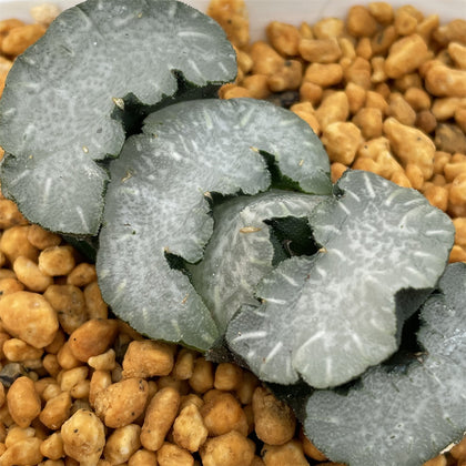 Truncata