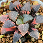 Haworthia Correcta Hetian Jade Variegated