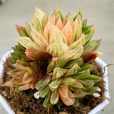 Haworthia Cooperi Var. Leightonii Variegated