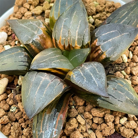 Haworthia Comptoniana Aboukyo Variegated