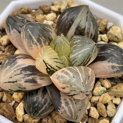 Haworthia Red Flame Variegated