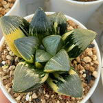 Haworthia Big Leaf Correcta Yamada Black Variegated