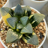 Haworthia Big Leaf Correcta Yamada Black Variegated