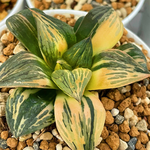 Haworthia Thunder Shadow Variegated Big Size Mother Plant