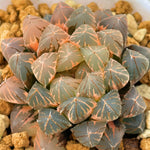 Haworthia Yamada Black Variegated