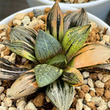Haworthia Brocade Variegated Smaller size