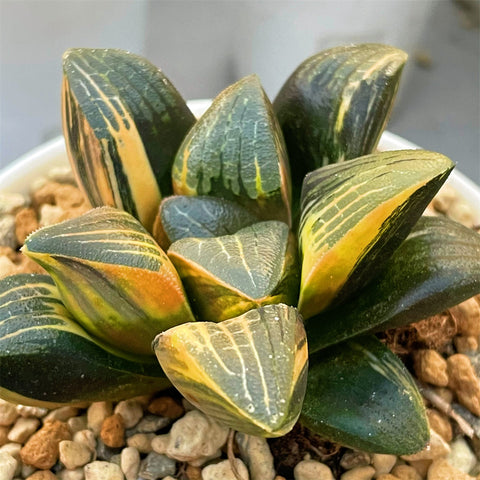 Haworthia Correcta Variegated Thick Leaf Type plant from offset
