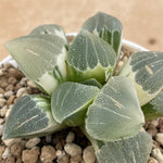Haworthia Big Leaf Pygmaea Variegated