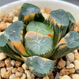 Haworthia Maughanii Inazuma Variegated