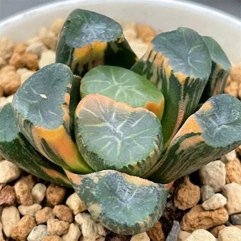 Haworthia Maughanii Inazuma Variegated