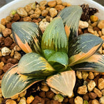 Haworthia Correcta Plant from Seeds