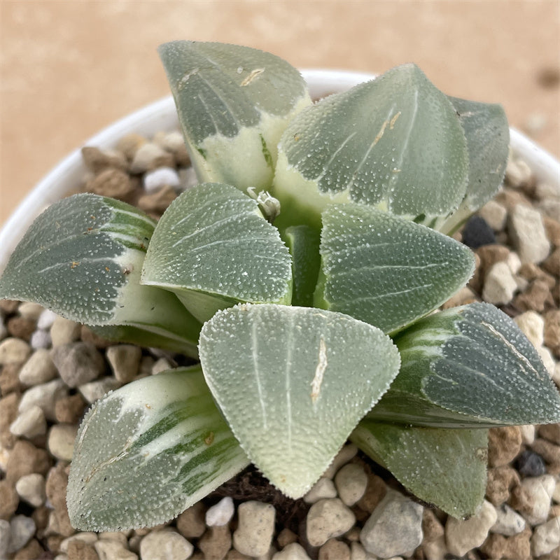Pygmaea Haworthia Big Leaf Pygmaea Variegated – ChinaHaworthia
