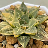 Haworthia Wimii Variegated