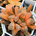 Haworthia Rouge Reverse Variegated Size (M)