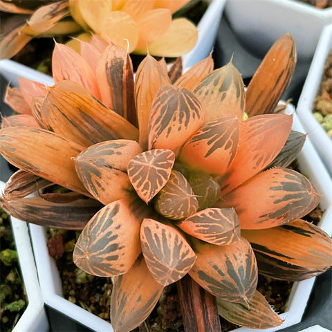 Haworthia Rouge Reverse Variegated Size (M)