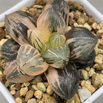 Haworthia Red Flame Variegated Smaller size