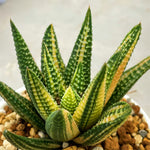 Haworthia Hard Leaf Koelmaniorum Hybrid Variegated