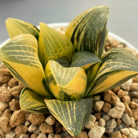 Haworthia Correcta Variegated Big and Thick Leaf Type