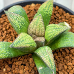 Haworthia Hybrid Type 'Capricornus' Plant From Seeds