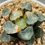 Haworthia Maughanii Inazuma Variegated