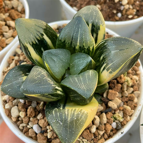 Haworthia Big Leaf Correcta Yamada Black Variegated