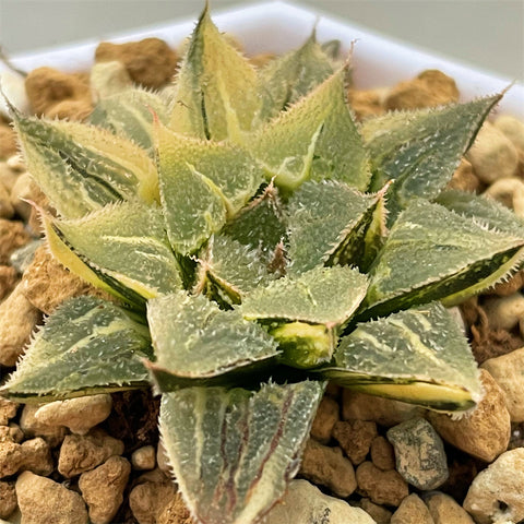Haworthia Wimii Variegated