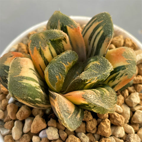 Haworthia Seiko Variegated Smaller size