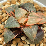 Haworthia Tropical Night Variegated