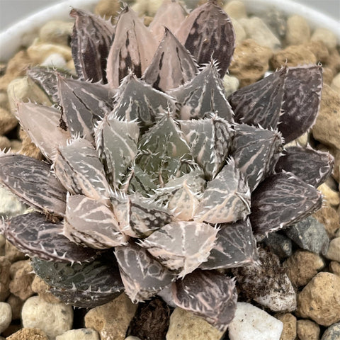 Haworthia Mirrorball Variegated Smaller Size