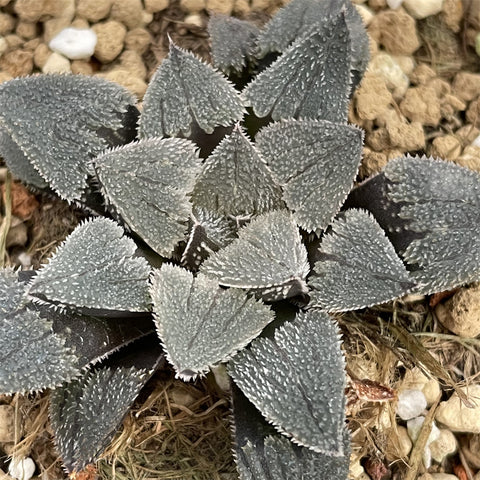 Haworthia Hybrid Type 'Black Panther' Plant from seeds