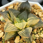 Haworthia Yellow Sansenjou Variegated Plant from offsets