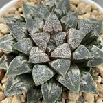 Haworthia Hybrid Type 'Terminator' plant from seeds