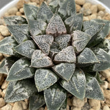 Haworthia Hybrid Type 'Terminator' plant from seeds