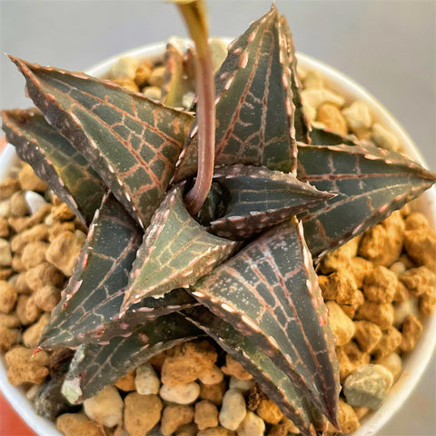 Haworthia Hard Leaf Venosa Alligator Scale