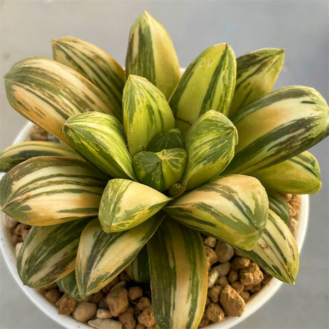 Haworthia Miho Variegated Big Size