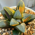 Haworthia Correcta Variegated Thick Leaf Type plant from offset