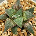Haworthia Hybrid Type 'Koel-Beauty' Plant from Seeds