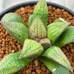 Haworthia Hybrid Type 'Capricornus' Plant From Seeds