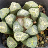 Haworthia Maughanii Shirotae Big Size Mother Plant