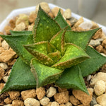 Hard Leaf Type Plant from Seeds