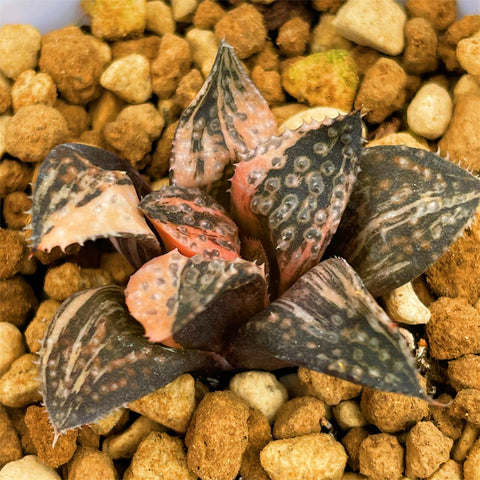 Haworthia Splendens Forbidden City Variegated