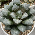 Haworthia Original Mangekyo Big size