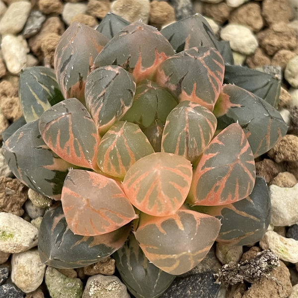 Haworthia Obtusa Dragon Claw Variegated smaller size – ChinaHaworthia