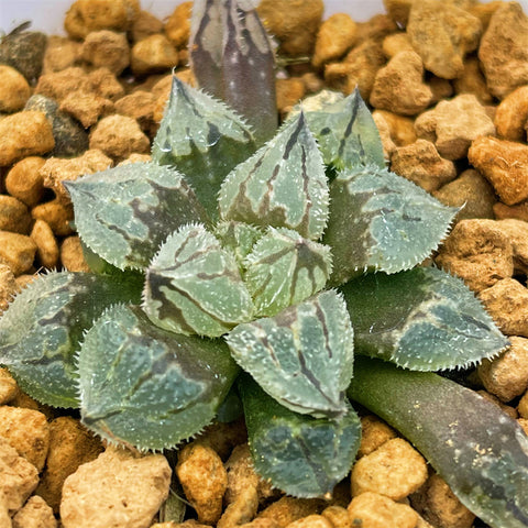 Haworthia Mutant Type
